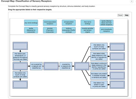 Concept Map Classification Of Sensory Receptors Angela Maureene