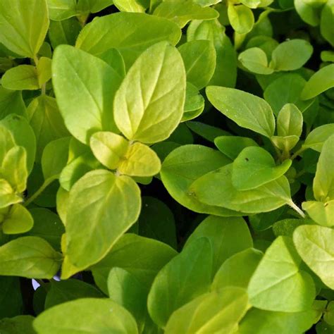 Golden Oregano Herb Plant Growjoy