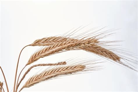 Premium Photo Wheat Ears On White Background