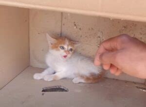 Il Gattino Cerca Di Salvare Il Suo Fratellino Morente Ma La Vita Per