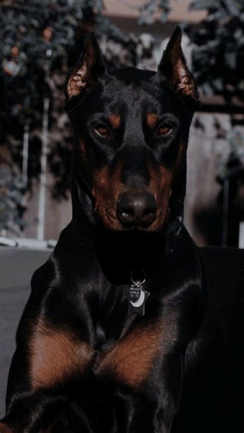 Pin Di Anna Su Piny Twojego Autorstwa Cuccioli Di Doberman Foto Con