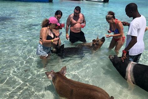 Nassau Swim With Da Pigs Beach Day Including Lunch 2024 New