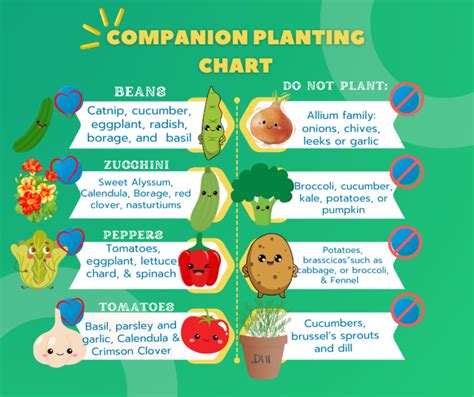 What Is Companion Planting With Chart And Guide