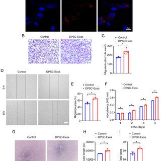 DPSC Exos Enhance The Angiogenic Activities Of HUVECs A Endocytosis