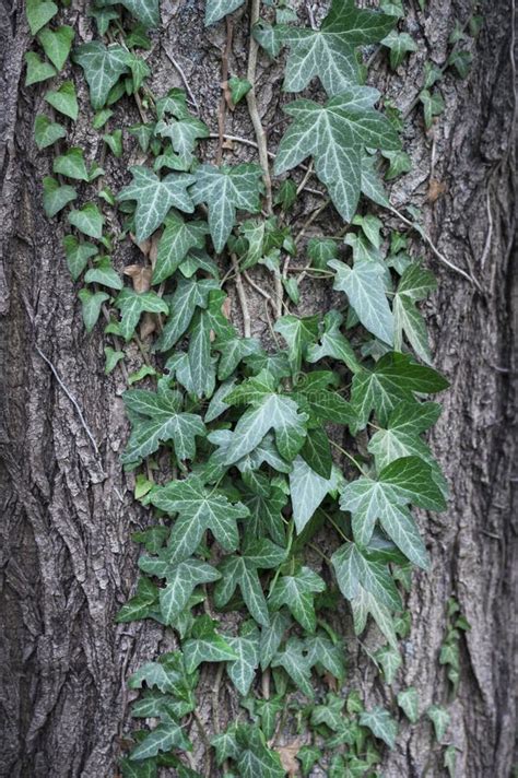 Efeu Oder Efeu Hedera Helix Zum Baumstamm Stockbild Bild Von Jahre