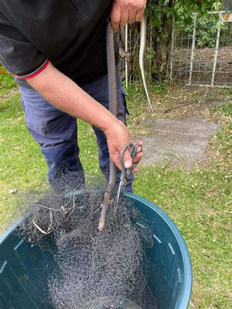 Reptile and Snake Handlers Catch and Release | Bunbury WA