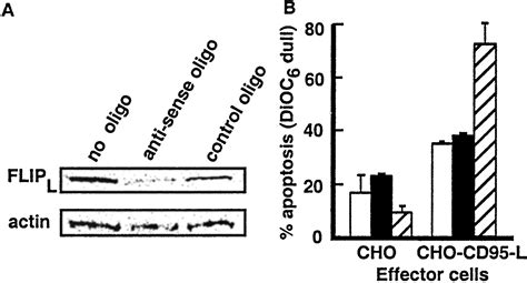 Latent Sensitivity To Fas Mediated Apoptosis After Cd40 Ligation May