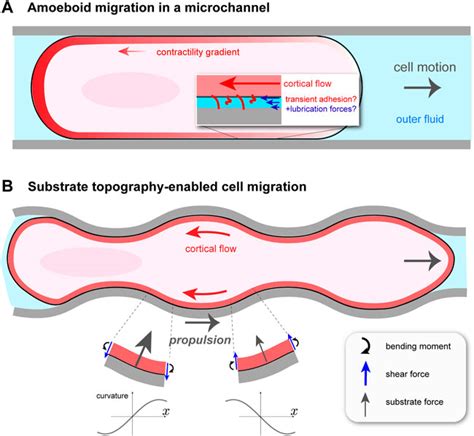 Amoeboid Motion