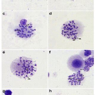 Photomicrograph Of Metaphase Complements In Mice Bone Marrow Cells A