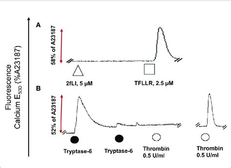 Tryptase 6 Triggers Calcium Signals In Par2 Knockout Hek 293 Cells Download Scientific