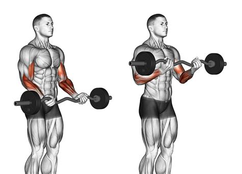 Rosca 21s Do Arnold Para Bíceps Como Usar Em Seu Treino