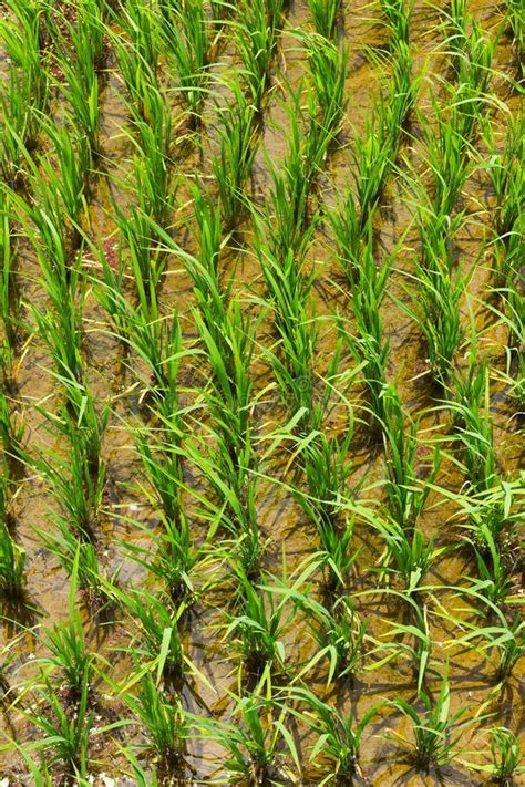 Plantaciones De Arroz Campos Verdes Agricultura Foto De Archivo