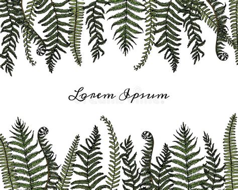 Hand Drawn Fern Leaf Stock Vector Illustration Of Design 154213073