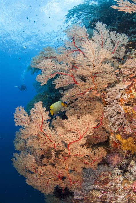 Philippinen Tauchsafari Palawan Tubbataha Nautilus Tauchreisen