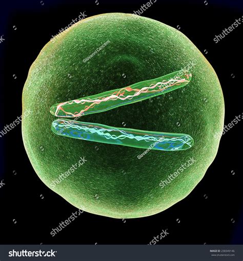 Cell Division Mitosis Stock Illustration 238349146 | Shutterstock