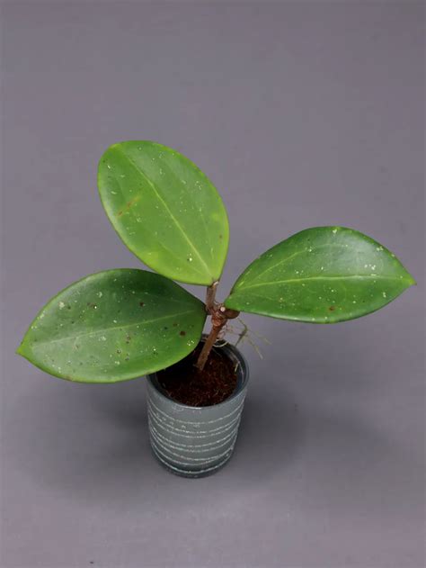 Hoya Verticillata Parasitica Ah Big Leaves Hoyafixation