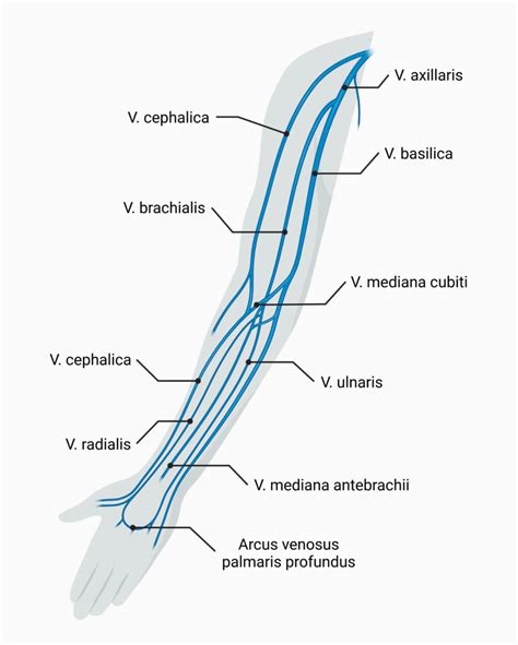 Vena Brachialis DocCheck Flexikon