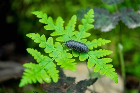 Why Do Pill Bugs Roll Up Aptive Environmental