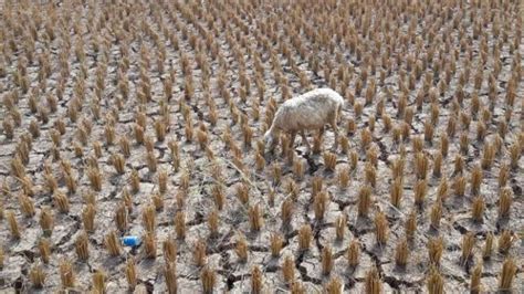 Foto El Nino Diproyeksi Bakal Turunkan Produksi Beras Nasional Hingga