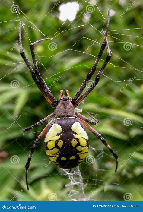 Aranha Amarela E Preta - Aranha De Jardim Preta E Amarela Foto de Stock - Imagem de jardim, nave ...