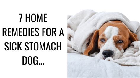 7 Home Remedies For A Sick Stomach Dog Youtube