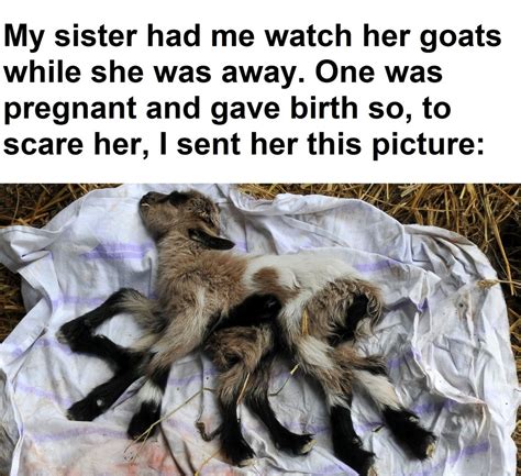 Never Leave Your Brother Alone With A Pregnant Goat Meme By