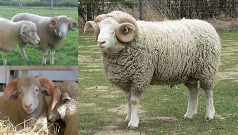 Dorset Horn Sheep Breed – Everything You Need to Know