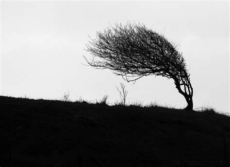 Windswept Tree Cliff Top Free Photo On Pixabay