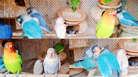 The African Rare Mutation Lovebirds Breeder Pairs And Beautiful