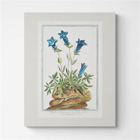 Vintage Botanical Prints Etsy