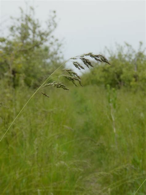 Poa angustifolia - Изображение особи - Плантариум