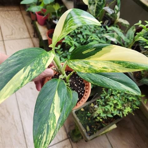 Monstera Standleyana Aurea Variegated Plant Furniture Home Living