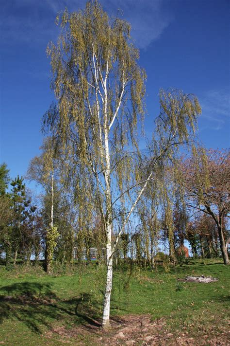 Buy Tristis Weeping Silver Birch Tree (Betula pendula `Tristis`) online from UK Birch tree supplier