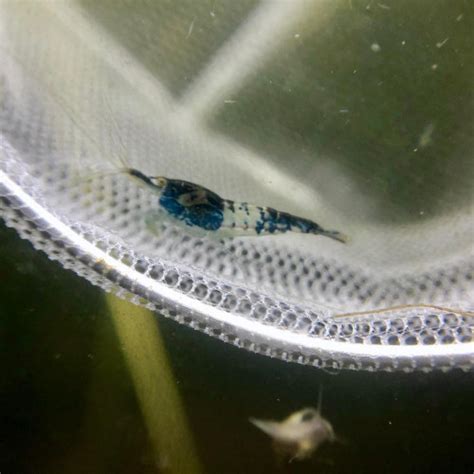 Acheter Neocaridina Blue Carbon Rili