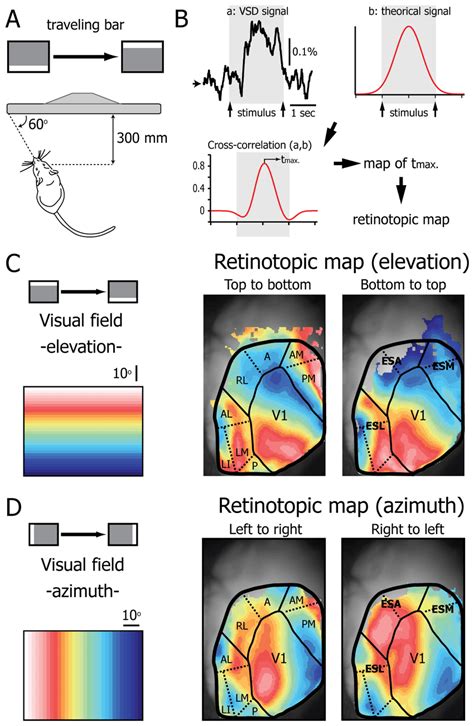 Retinotopy Of The Primary Visual Cortex And The Extrastriate Areas