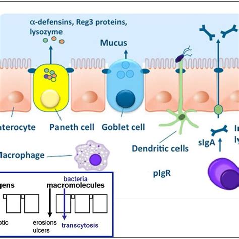 Physical And Chemical Components Of The Intestinal Epithelial Barrier Download Scientific