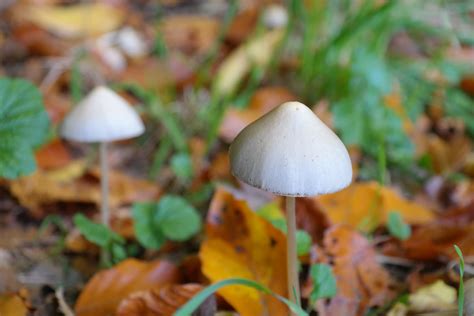 Psilocybin Mushroom News | Psychedelic Mushrooms for Treating Depression