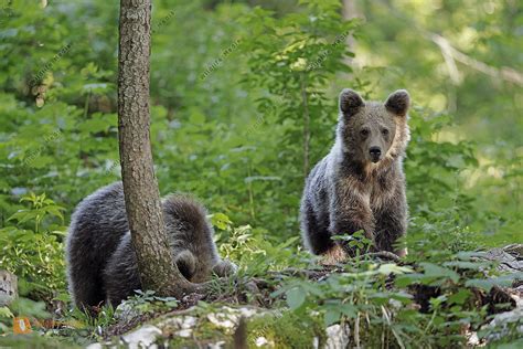 Europ Ischer Braunb R Jungtier Bild Bestellen Naturbilder Bei