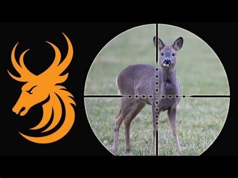 Roe Deer Hunt In Scotland YouTube