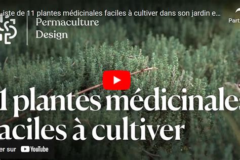 Liste de 11 plantes médicinales faciles à cultiver dans son jardin