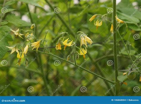 Yellow Cherry Tomato Flowers on Plant Stock Photo - Image of garden ...