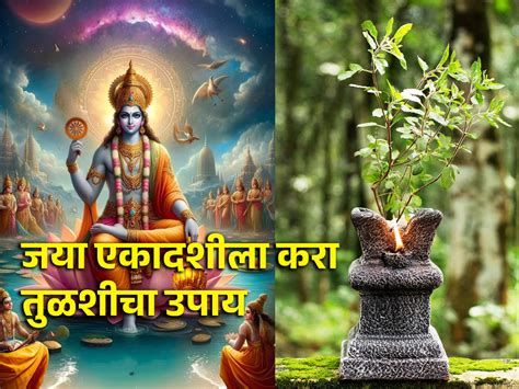 Jaya Ekadashi 2024 श्रीकृष्णांनी युधिष्ठिराला सांगितले होते जया एकादशीचे व्रत या दिवशी तुळशीचा