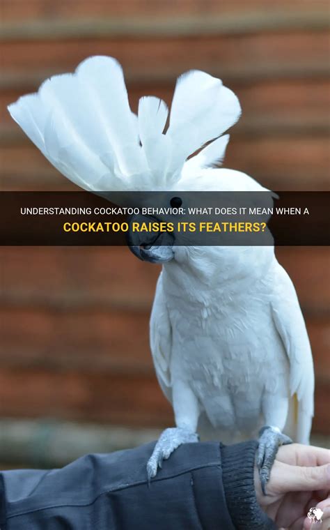 Understanding Cockatoo Behavior: What Does It Mean When A Cockatoo ...