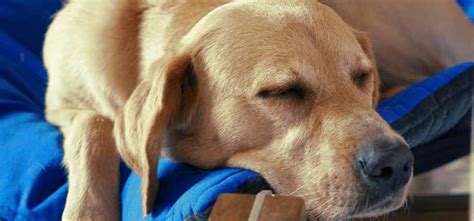 C Mo Eliminar El Olor Del Perro Cuando Ha Muerto En Casa Leu