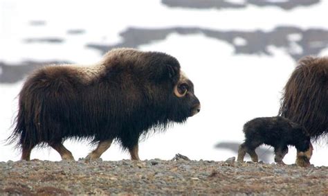 Climate Change Is Making These Arctic Animals Smaller