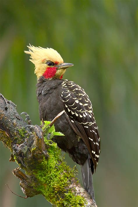 Picapau Da Cabeça Amarela - Foto pica-pau-de-cabeça-amarela (Celeus flavescens) Por Júlio Silveira ...