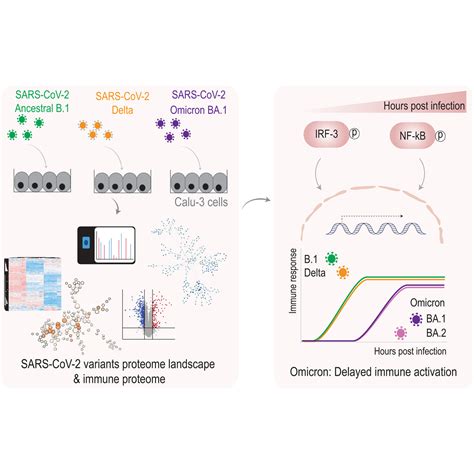 SARS CoV 2 Variants Show Different Host Cell Proteome Profiles With