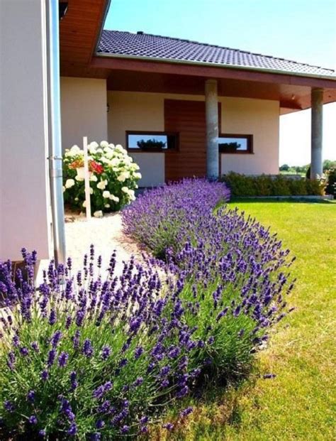 Como Plantar Lavanda Dicas Para Cultivar Em Casa