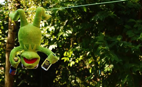 500 Free Kermit And Frog Images Pixabay