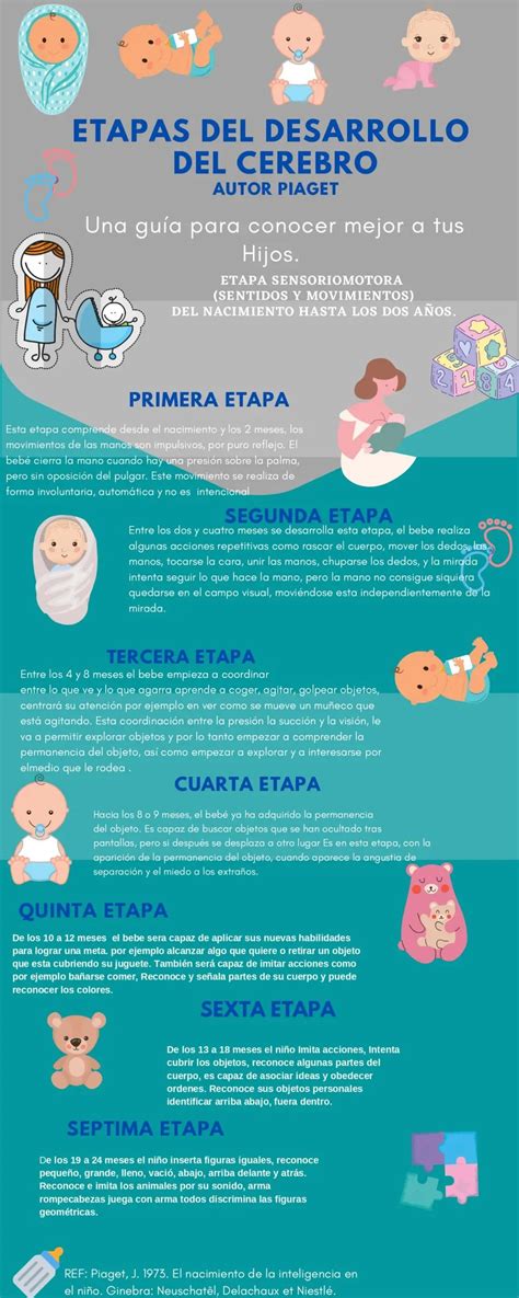 Etapas Del Desarrollo Del Cerebro Fundaci N Nutrydar